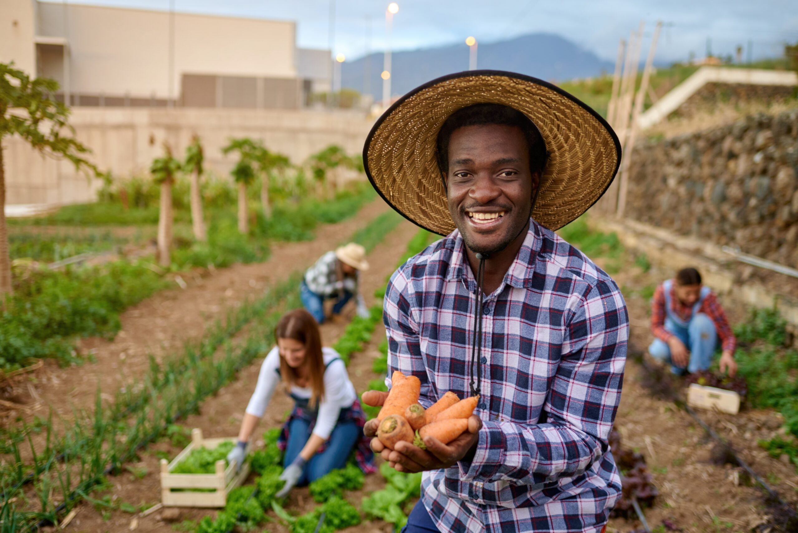 smiling black harvester with fresh carrots on plantation